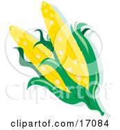 Two Yellow Ears Of Corn Freshly Picked Off Of The Stalk Clipart Illustration by Maria Bell