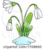 Poster, Art Print Of Spring Snowdrop Flowers