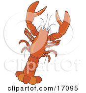 Large Red Lobster With Claws