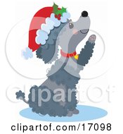 Poster, Art Print Of Happy Gray Poodle Puppy Dog Wearing A Santa Hat And Red Collar Sitting And Reaching Out A Paw After Being Given As A Gift On Christmas
