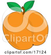 Plump And Juicy Apricot With A Stem And Two Green Leaves Freshly Picked Off Of The Tree In The Orchard Clipart Illustration by Maria Bell
