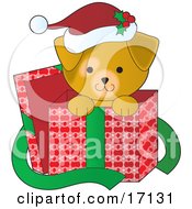 Cute Yellow Lab Puppy Dog Wearing A Santa Hat With Holly On It Peeking Out Of A Christmas Present Box After Being Given As A Gift