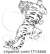Poster, Art Print Of Bengal Tiger Going Up
