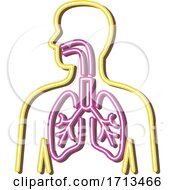 Poster, Art Print Of Respiratory System