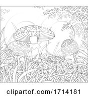 Mushrooms In Grass