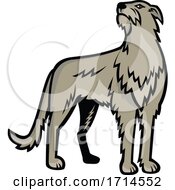 Poster, Art Print Of Scottish Deerhound