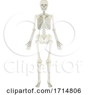 Poster, Art Print Of Human Skeleton