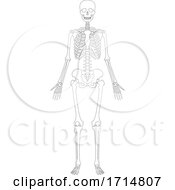 Poster, Art Print Of Human Skeleton Outline