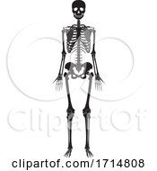 Poster, Art Print Of Human Skeleton Silhouette