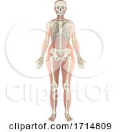 Poster, Art Print Of Female Human Skeleton