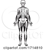 Poster, Art Print Of Female Human Skeleton In Black And White