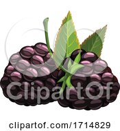Poster, Art Print Of Blackberries