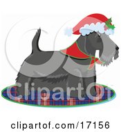 Poster, Art Print Of Scottie Scottish Or Aberdeen Terrier Puppy Dog Wearing A Bandana Around His Neck And A Santa Hat On His Head Standing On A Plaid Rug After Being Given As A Gift On Christmas