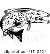 Poster, Art Print Of Speckled Trout Fish