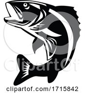 Poster, Art Print Of Walleye Fish