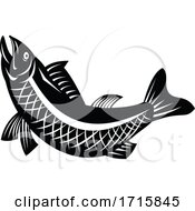 Black And White Trout Fish