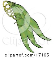 Cluster Of Three Bean Pods With Peas Inside Clipart Illustration by Maria Bell