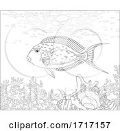 Poster, Art Print Of Parrotfish