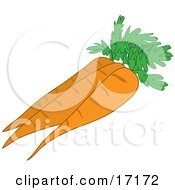 Three Perfect Orange Carrots With Leaves