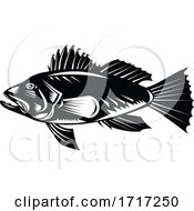 Poster, Art Print Of Black Sea Bass Or Asian Sea Bass Side View Retro Woodcut Black And White