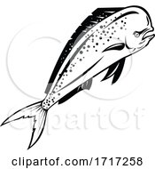 Poster, Art Print Of Mahi Mahi Or Common Dolphinfish Swimming Up Retro Black And White
