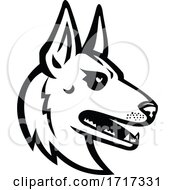 Poster, Art Print Of Belgian Malinois Belgian Shepherd Dog Mascot Black And White