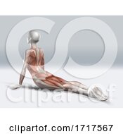 3D Female Figure In Upward Facing Dog Pose With Muscles Used Highlighted