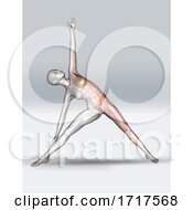 3D Female Figure In Yoga Pose With Muscle Map