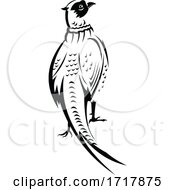 Poster, Art Print Of Ring Necked Pheasant Or Common Pheasant Viewed From Rear Retro Black And White