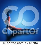 Poster, Art Print Of 3d Female Figure In Cobra Pose With Muscles Used Highlighted