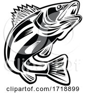Poster, Art Print Of Barramundi Fish Jumping Up Retro Black And White