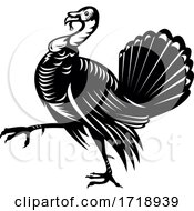 Poster, Art Print Of Wild Turkey Marching Side View Retro Black And White
