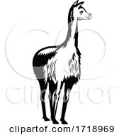 Vicuna Or Vicugna Front View Retro Woodcut Black And White
