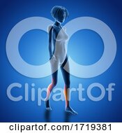 Poster, Art Print Of 3d Female Figure In Walking Pose With Muscles Used Highlighted