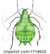 Poster, Art Print Of Aphid