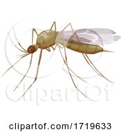 Poster, Art Print Of Mosquito