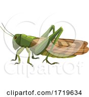 Poster, Art Print Of Grasshopper