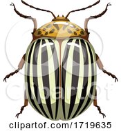 Colorado Potato Beetle by Vector Tradition SM