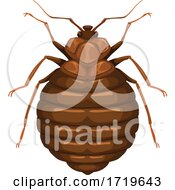 Poster, Art Print Of Bed Bug