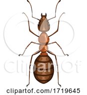 Poster, Art Print Of Ant