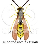 Poster, Art Print Of Wasp