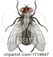 Poster, Art Print Of Fly