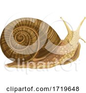 Poster, Art Print Of Snail