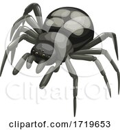 Poster, Art Print Of Spider