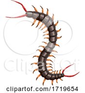Poster, Art Print Of Centipede