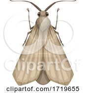 Poster, Art Print Of Moth