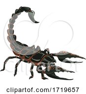 Poster, Art Print Of Black Scorpion