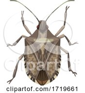 Poster, Art Print Of Stink Bug