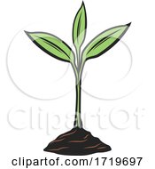 Poster, Art Print Of Seedling Plant