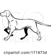 Poster, Art Print Of Hungarian Or Magyar Vizsla Pointer Dog Walking Stalking Side View Retro Black And White